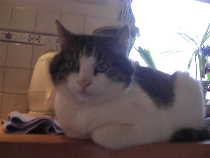 Huskat Knud billede 2