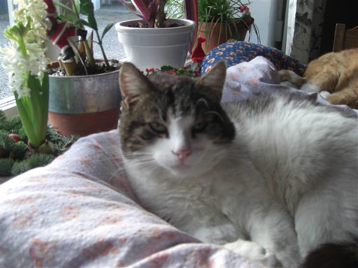 Huskat Knud billede 3