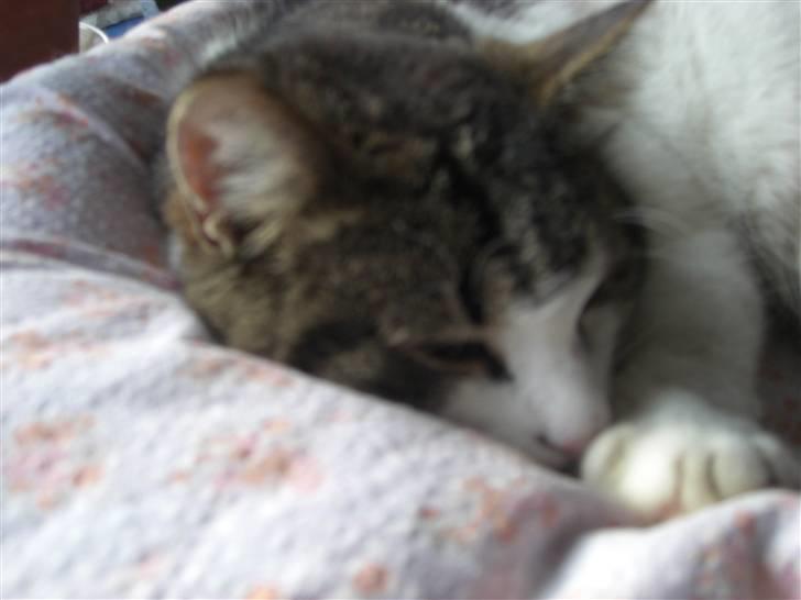 Huskat Knud billede 4