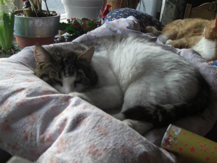 Huskat Knud billede 5