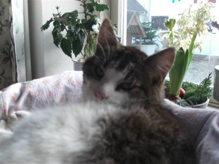 Huskat Knud billede 6