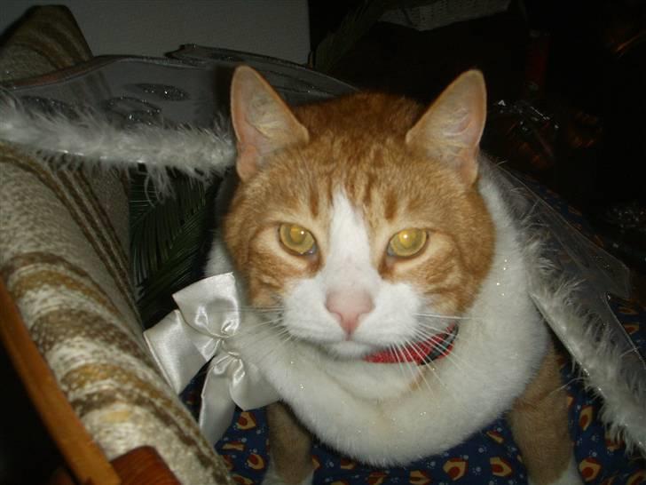 Huskat Prinsesse Kaj billede 3