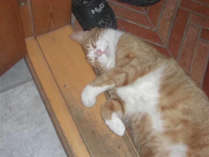 Huskat Prinsesse Kaj billede 4