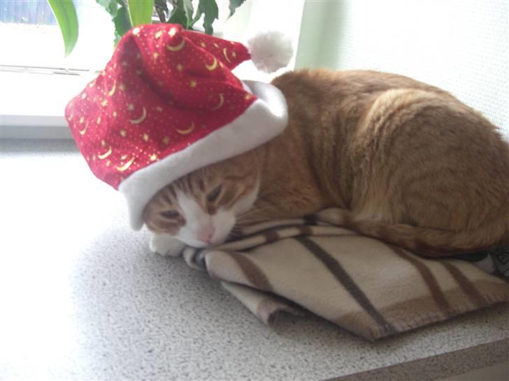 Huskat Prinsesse Kaj billede 5