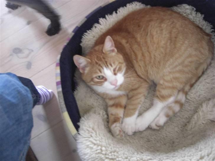 Huskat Prinsesse Kaj billede 6