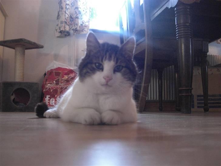 Huskat Knud billede 7