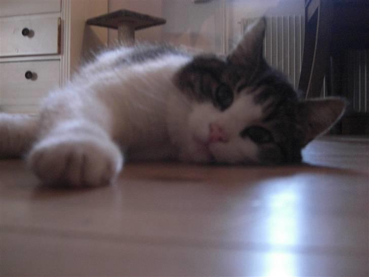 Huskat Knud billede 8