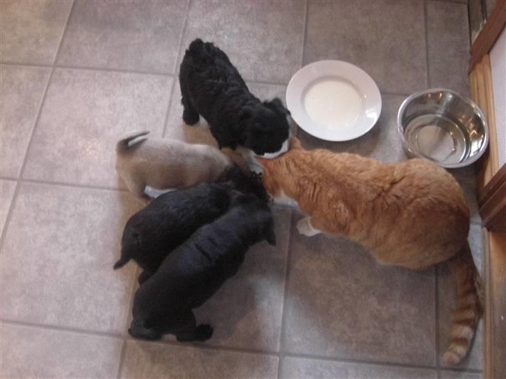 Huskat Prinsesse Kaj billede 7