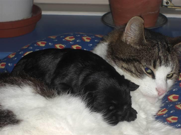 Huskat Knud billede 9