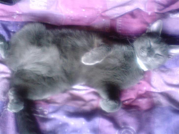 Blanding af racer Jasmin - 1) Velkommen til Jazze´s profil (: billede 1