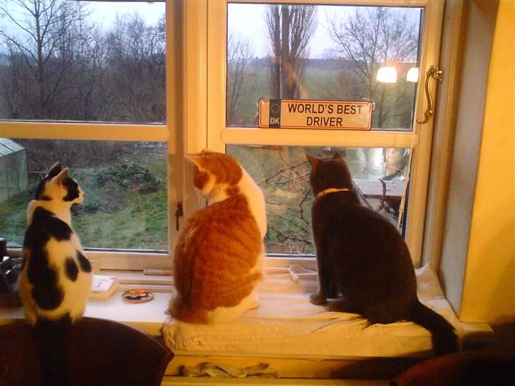 Blanding af racer Jasmin - 2)  Hende helt ude til højre billede 2