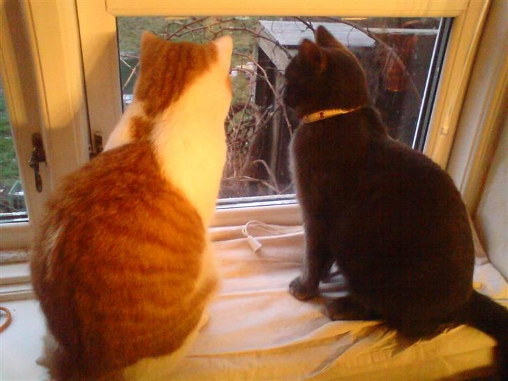 Blanding af racer Jasmin - 3) Hende til højre billede 3