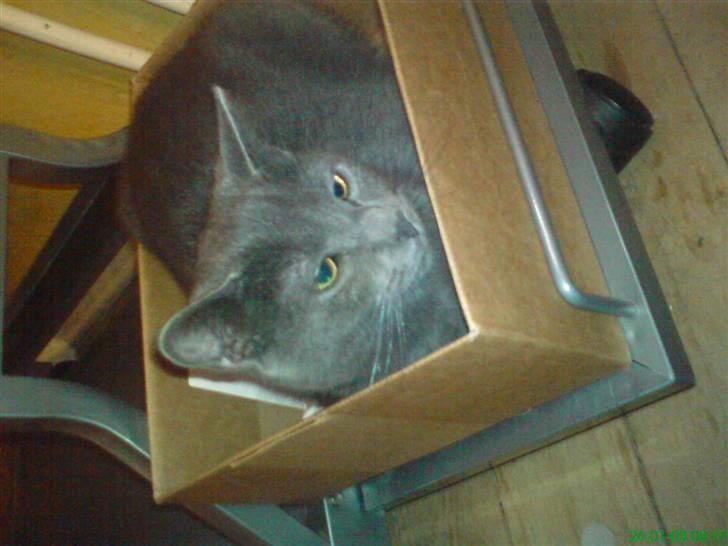 Blanding af racer Jasmin - 4) I papkassen :D billede 4