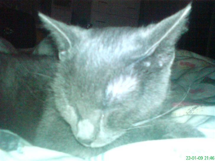 Blanding af racer Jasmin billede 5