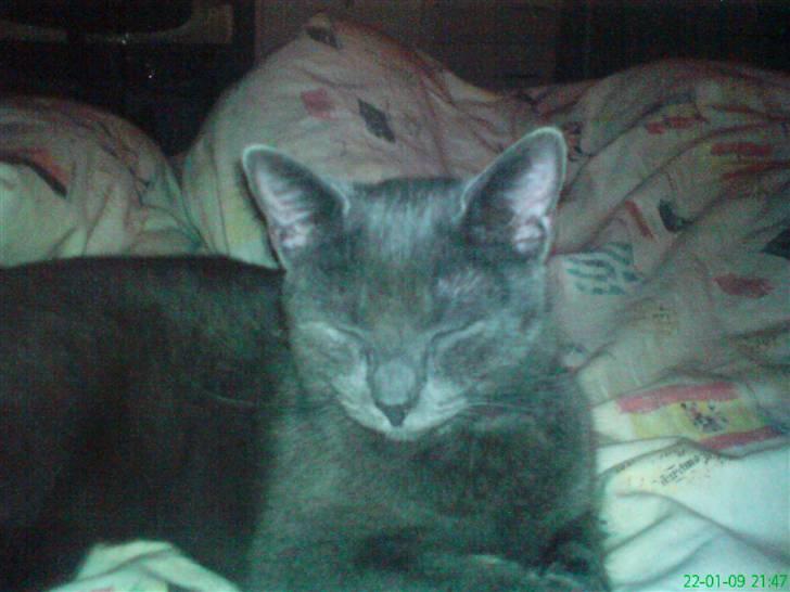 Blanding af racer Jasmin billede 6