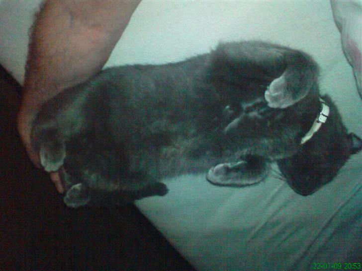 Blanding af racer Jasmin billede 7