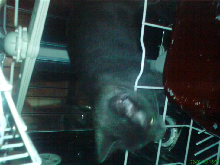 Blanding af racer Jasmin - 8) i vaskemaskinen :D billede 8