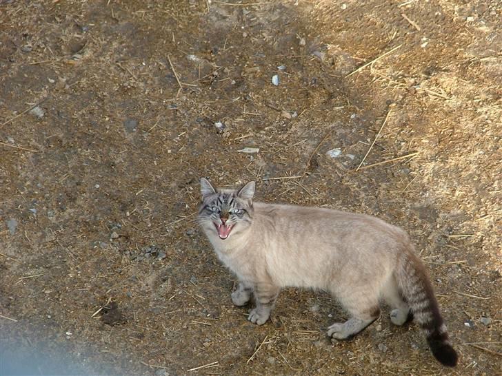 Blanding af racer Bailey DØD :'( - nyt billede 20