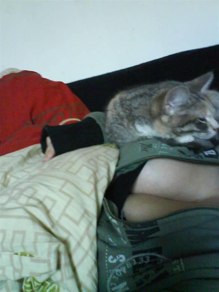 Huskat Bella (Himmelkat) - Elsker at ligge på mor (synes billedet var sødt) billede 10