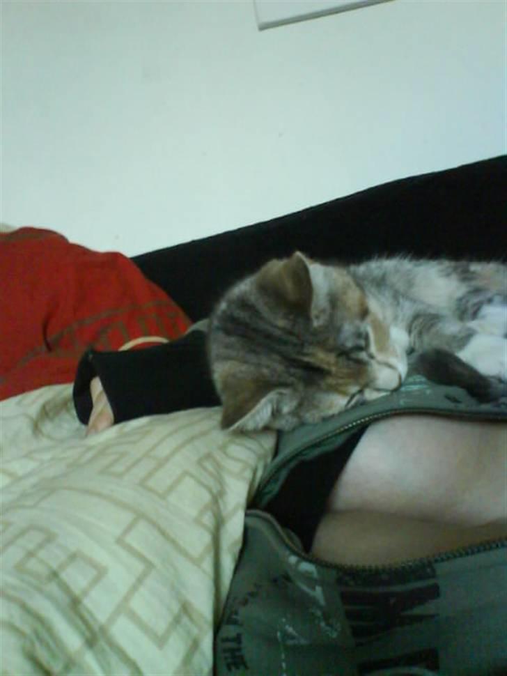 Huskat Bella (Himmelkat) - Ikke noget bedre end at ligge på mors indbyggede puder :P billede 11