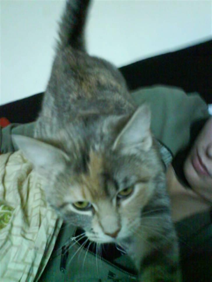 Huskat Bella (Himmelkat) - Mors telefon den plejer at smage godt billede 12