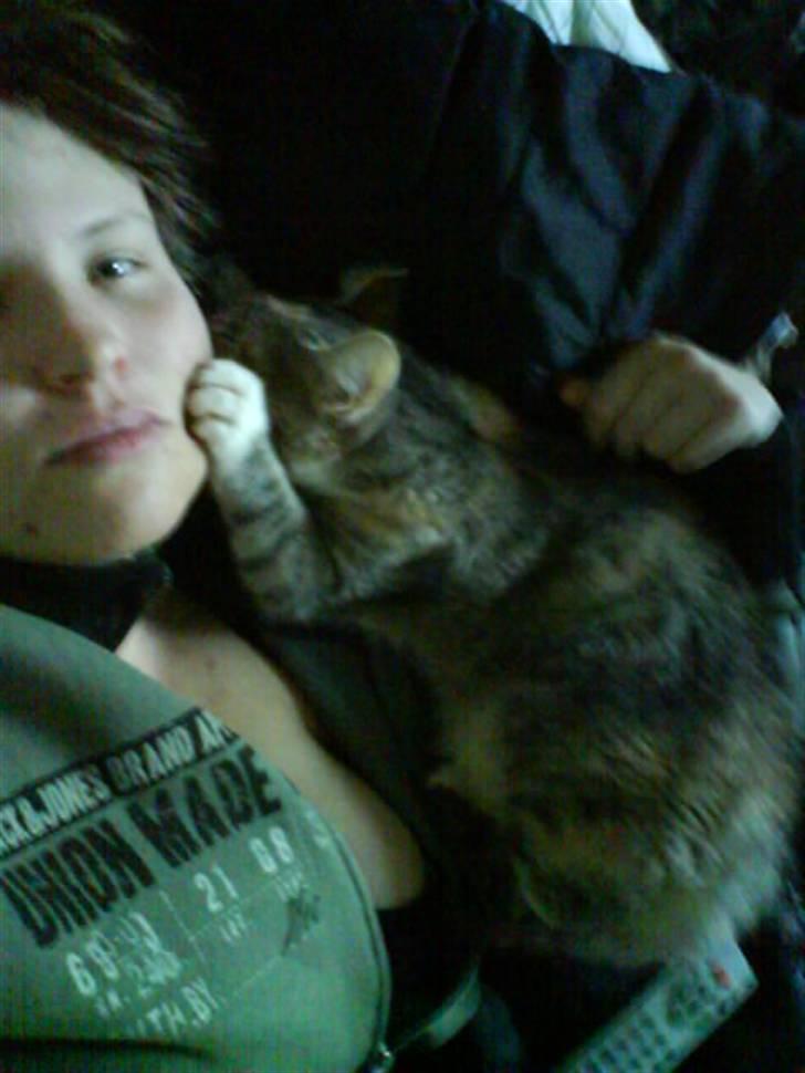 Huskat Bella (Himmelkat) - Mmm skal lige slikke mor i øret billede 13