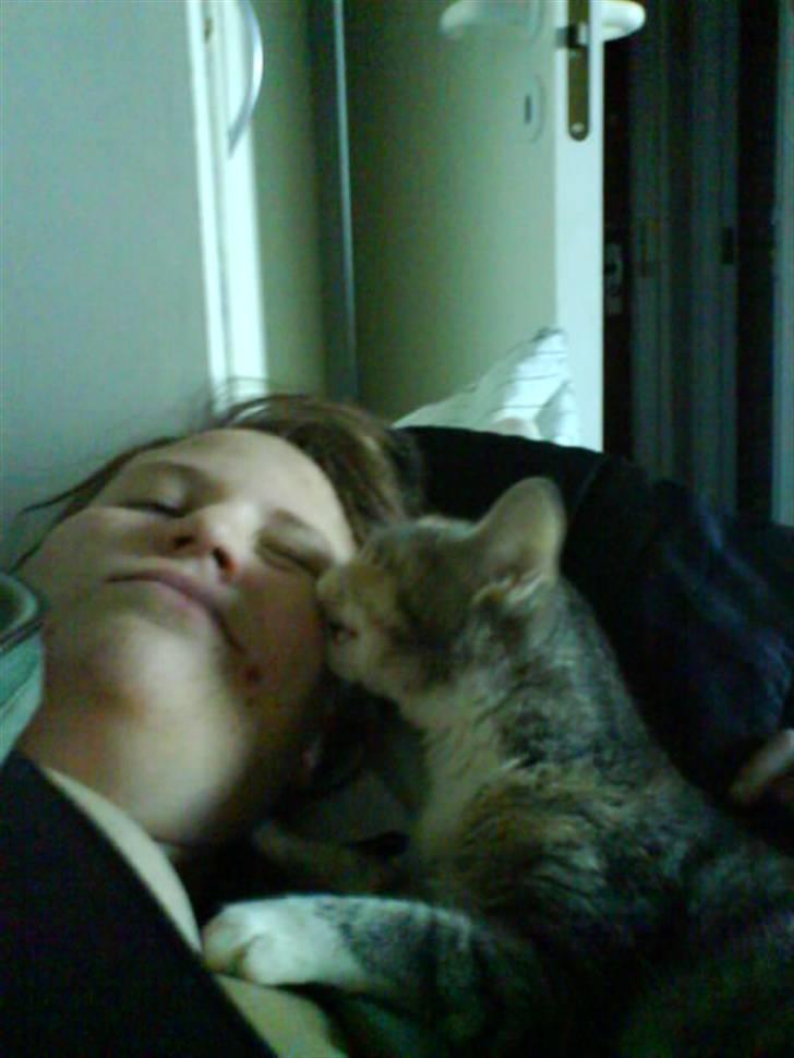 Huskat Bella (Himmelkat) - Mor hader når jeg slikker hende i øjet billede 14