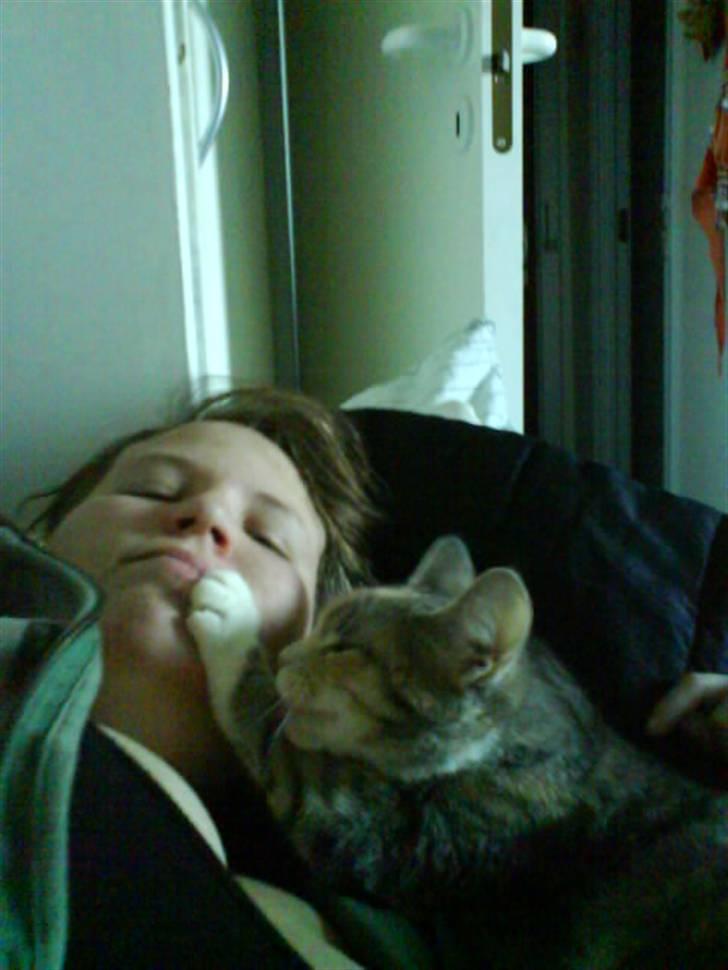 Huskat Bella (Himmelkat) - Aer mor på munden billede 15