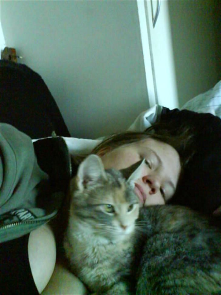 Huskat Bella (Himmelkat) - Det CSI er så spændende  billede 16