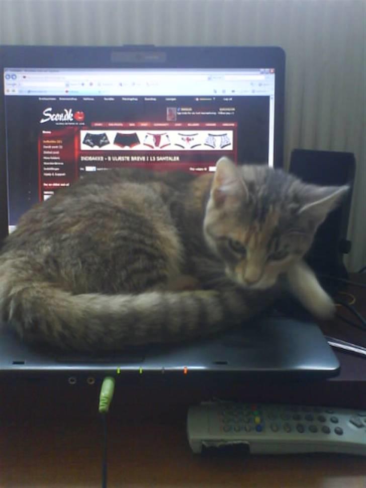 Huskat Bella (Himmelkat) - Haha forhindrer mor i at være på sin computer billede 17