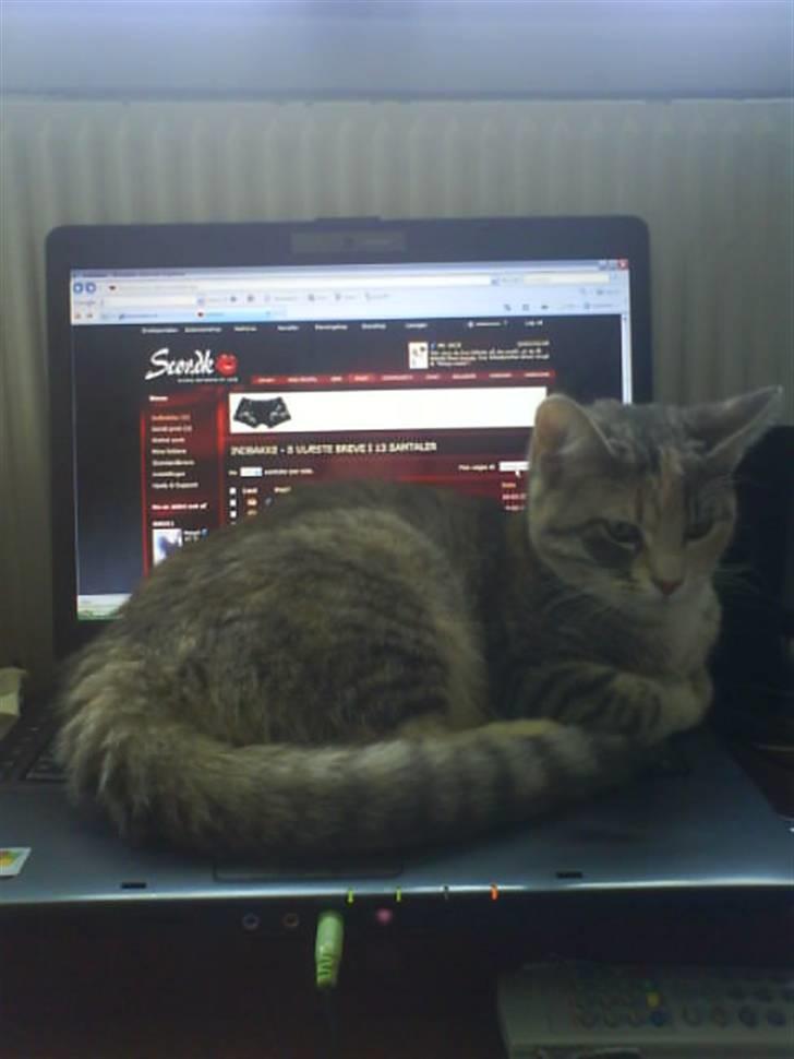 Huskat Bella (Himmelkat) - Hvad vil du gøre? billede 18