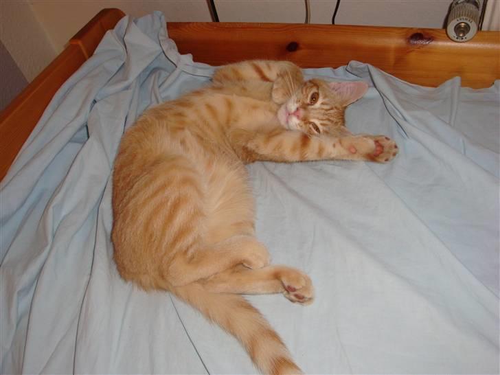 Huskat Leo - Leo er vist legesyg :D billede 8