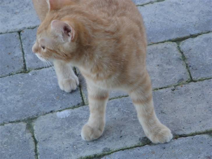 Huskat Leo - Tjek hans forben :P billede 9