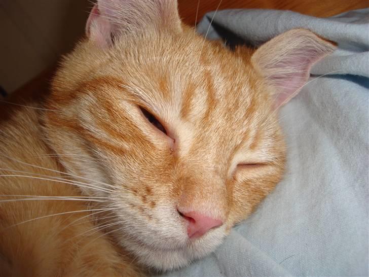 Huskat Leo - nærbillede af leo missen :D billede 10