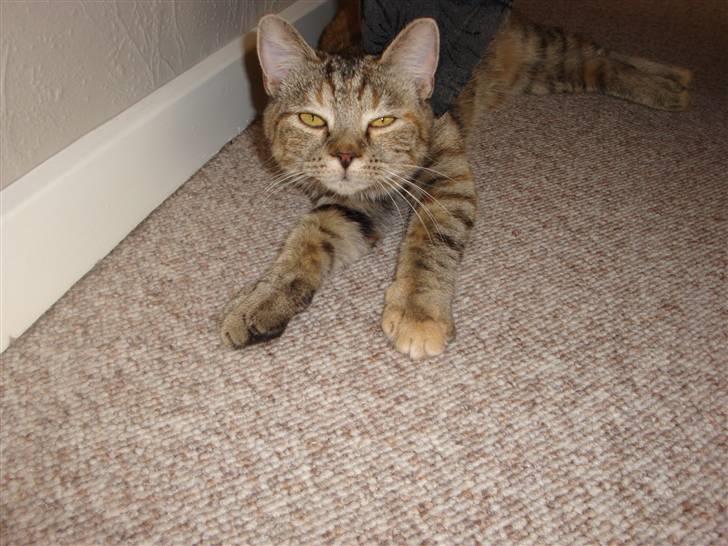 Huskat Sussi - sussi strækker sig :p .. hun er lige vågnet.. billede 6