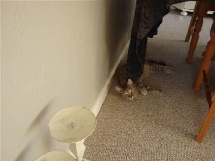 Huskat Sussi - "tror du at jeg er kendt, siden jeg skal fotograferes hele tiden?" :D billede 7