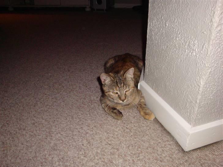 Huskat Sussi - sussi mus er træt :D billede 8