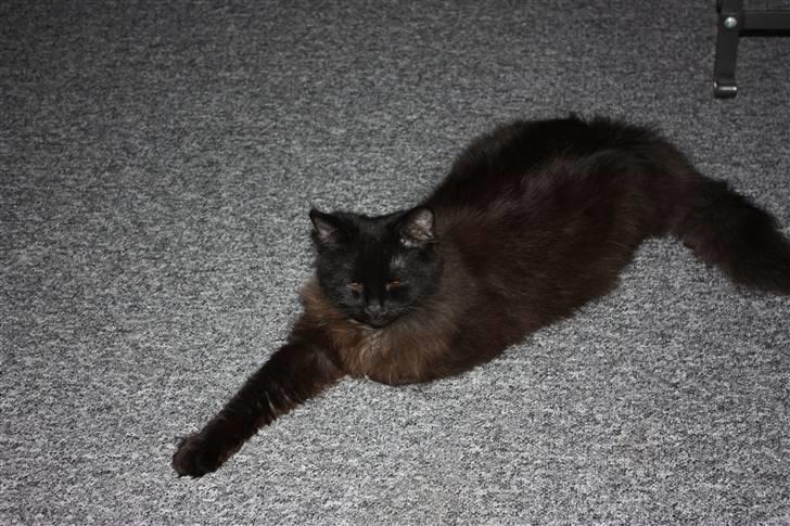 Blanding af racer Buster Nielsen - Skulle lige se hvor store mine poter er blevet. billede 2