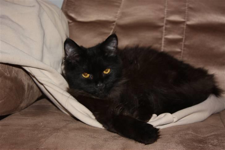 Blanding af racer Buster Nielsen - Hey tøser. billede 3