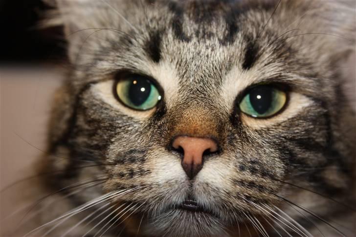 Blanding af racer Simba  Harboe - Jeg er lige ved at få nok af far, nu får han snart en på kameraet. billede 8