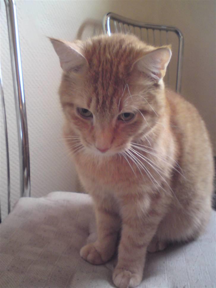 Huskat Viktor Borge billede 1