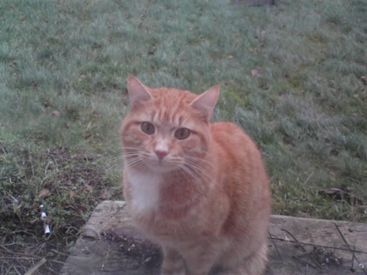 Huskat Viktor Borge billede 2