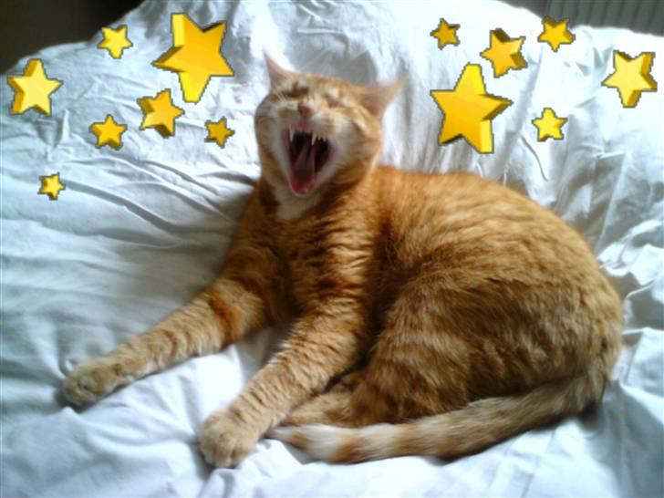 Huskat Viktor Borge - Det er bare så hårdt at være kat... billede 3