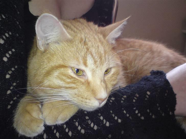 Huskat Viktor Borge billede 4