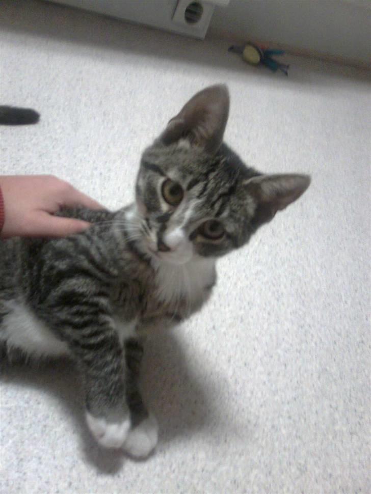 Huskat Mille billede 1