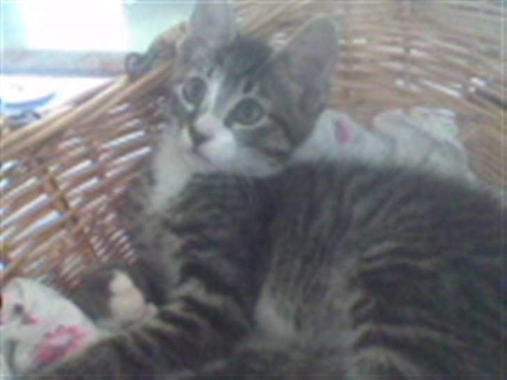 Huskat Mille - et billed fra da jeg næsten lige havde fået hende,ca:11-12 uger var hun der billede 2