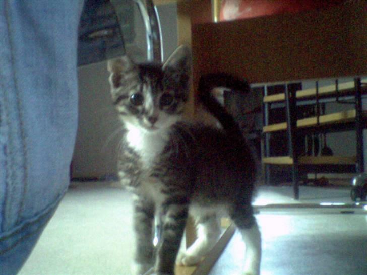 Huskat Mille - 13-14 uger billede 3