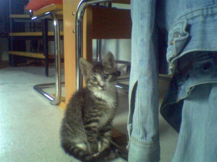 Huskat Mille - 13-14 uger billede 4