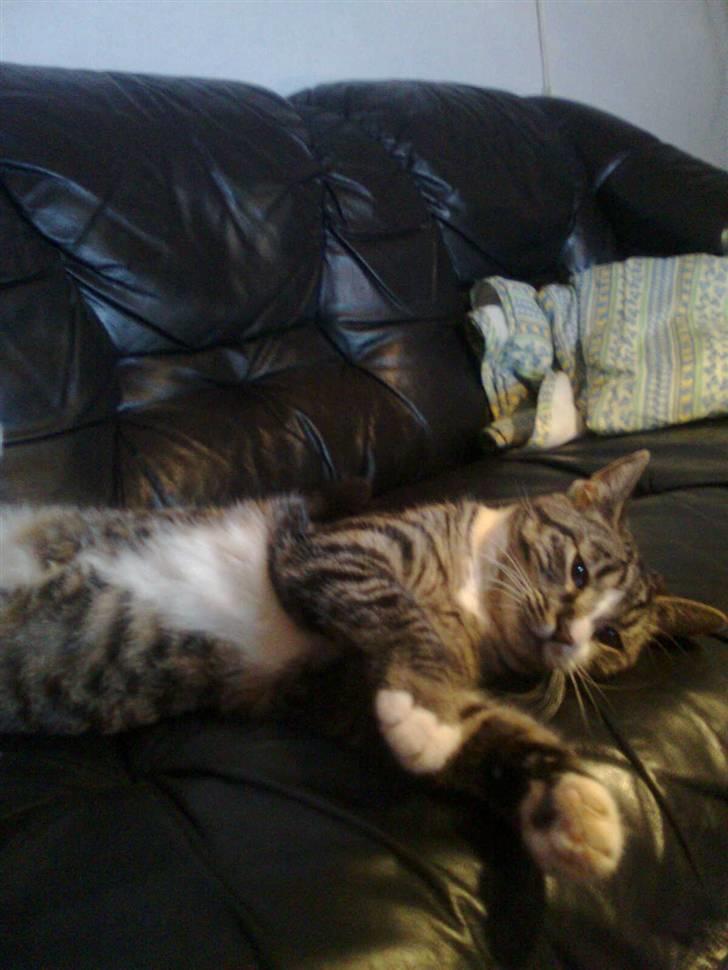 Huskat Mille - en kælen mis billede 5