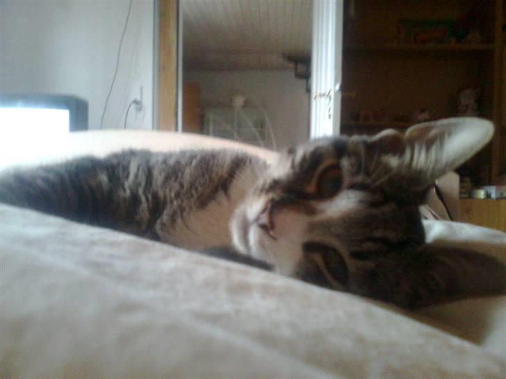 Huskat Mille billede 6